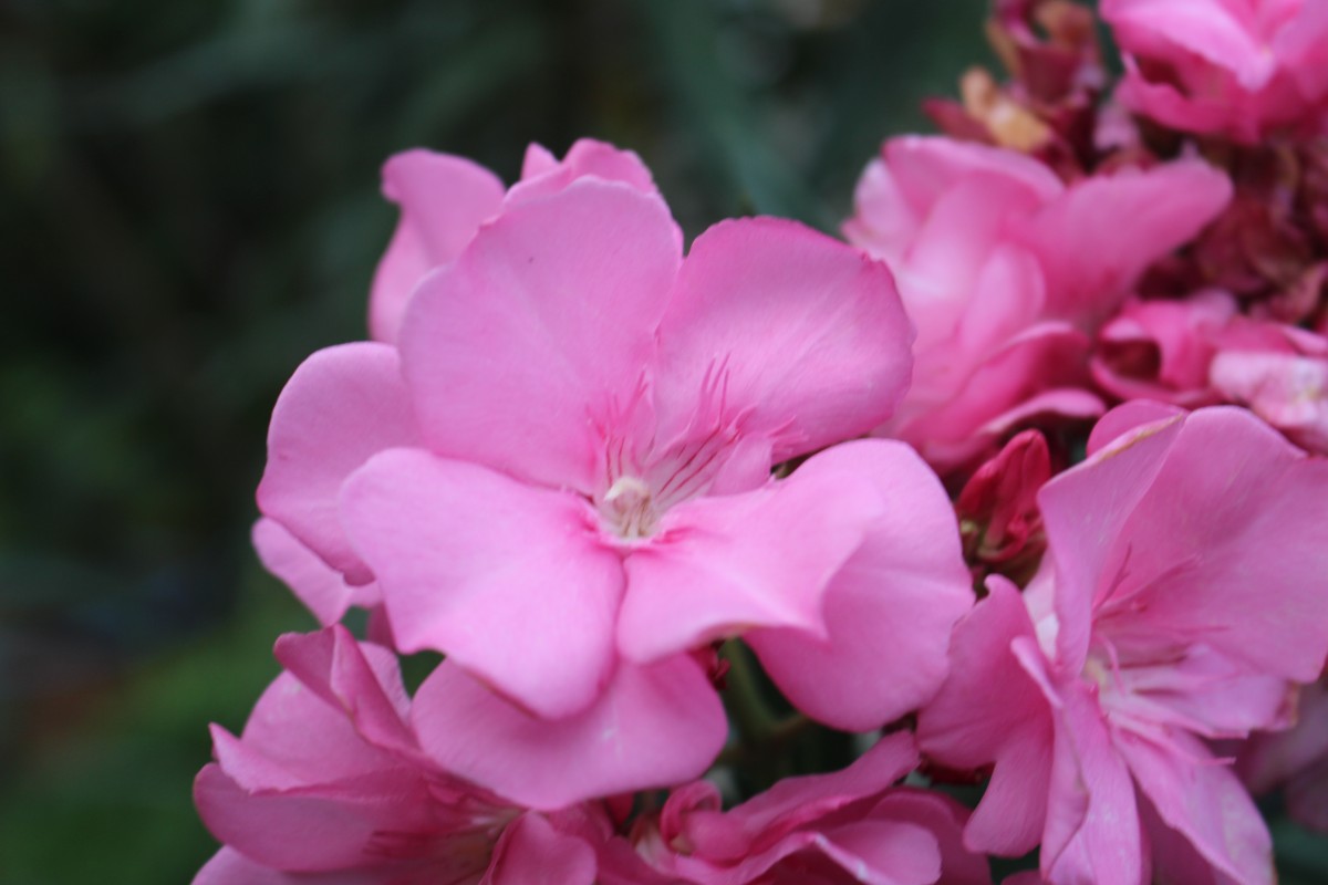 Nerium oleander L.